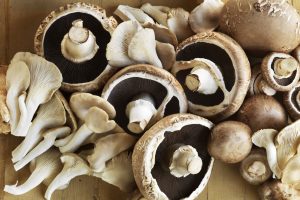 संखुवासभामा जंगली च्याउ खाँदा १ को मृत्य १० जना उपचार पछि घर फर्किए