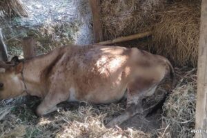 षडानन्द नगर क्षेत्रमा लम्पी स्कीन डिजिजले थलिए पशुचौपाया